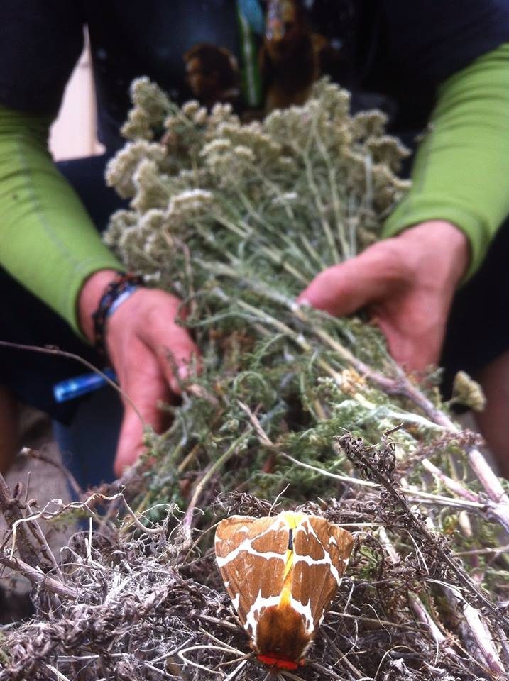 La récolte des plantes sauvages, dans les mains.
