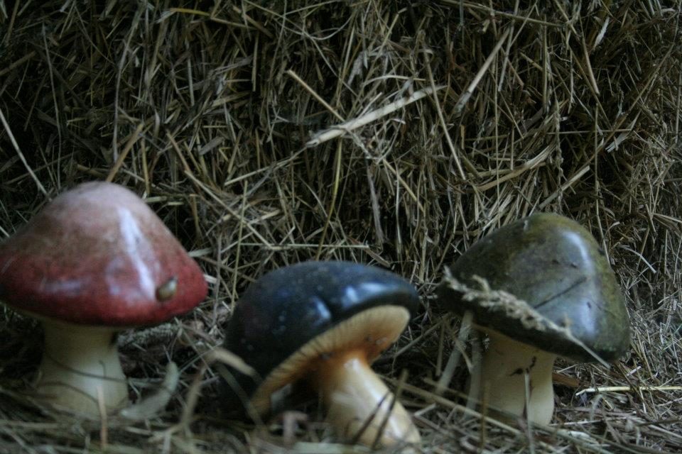 Des champignons dans le foin.