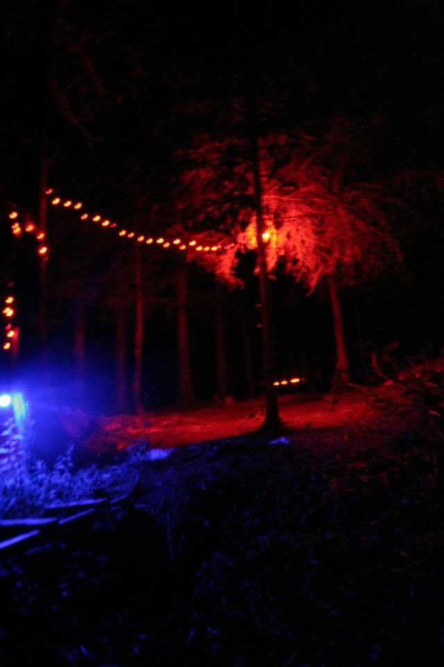 La forêt éclairée en rouge, la nuit.