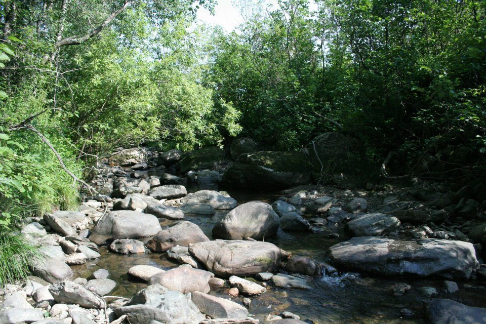 Le ruisseau, ses roches et ses arbres.