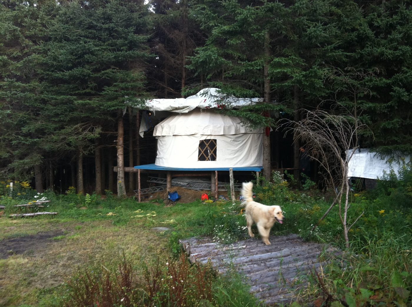 La yourte, l'allée et le chien blanc.