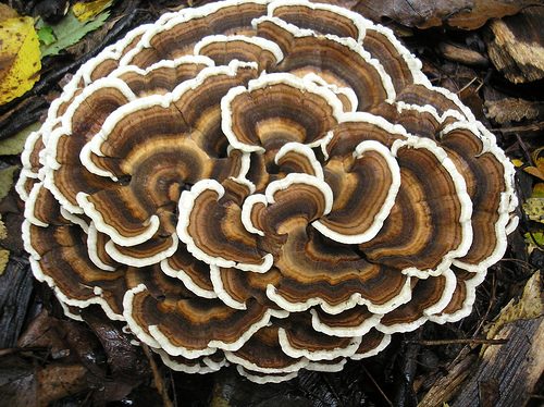 Un turkey tail (Trametes versicolor), l'un des champignons cultivés à L'AgorA.