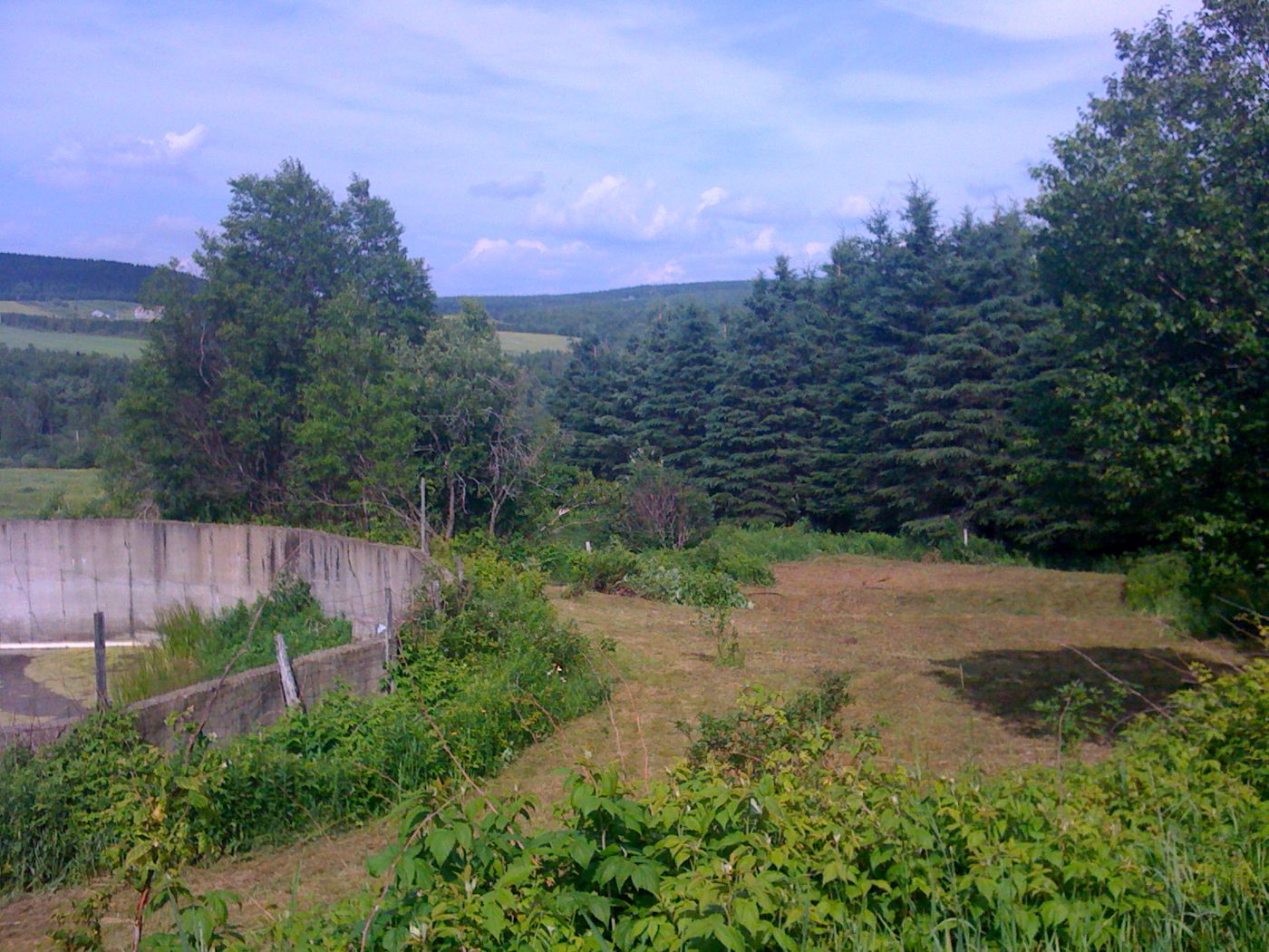 27 juin 2010 : la clairière, les premiers arbres reconnus.