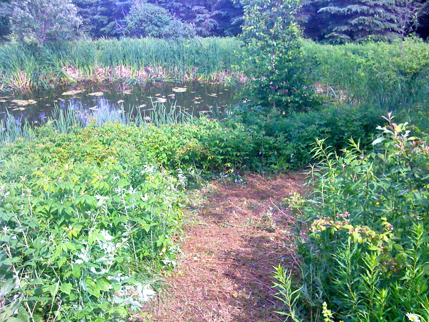 Le sentier dans les herbes, juin 2010.