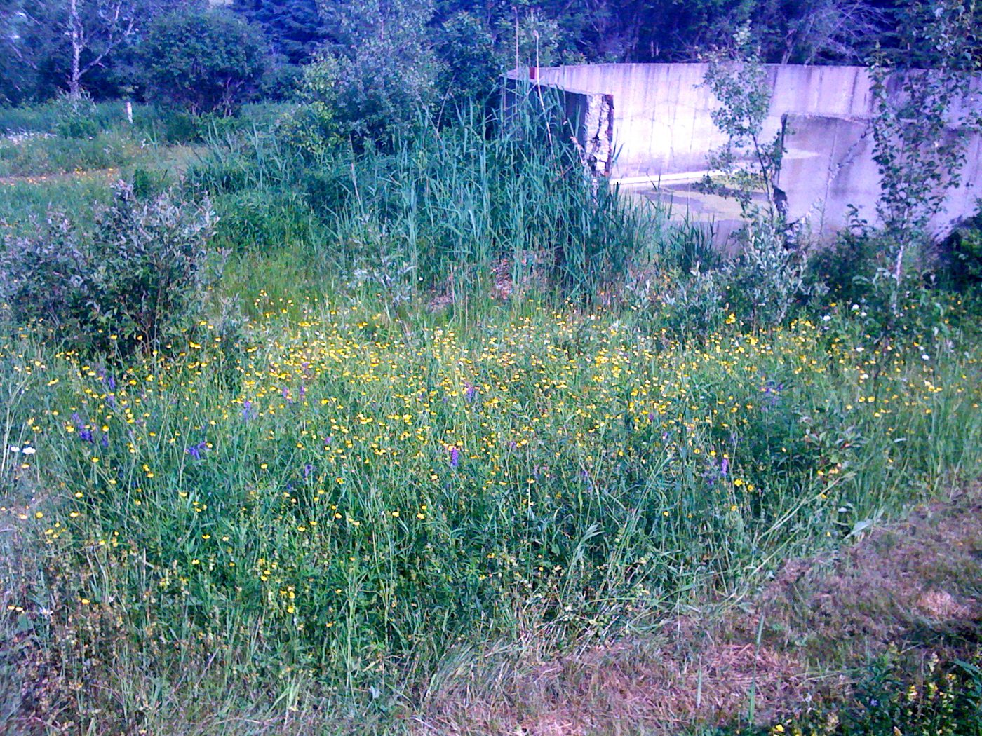 La grange dans le champ fleuri, juin 2010.