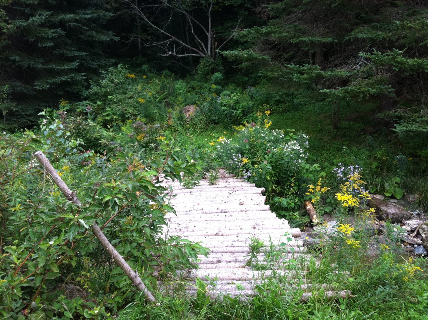 L'escalier de pierres dans les fleurs.