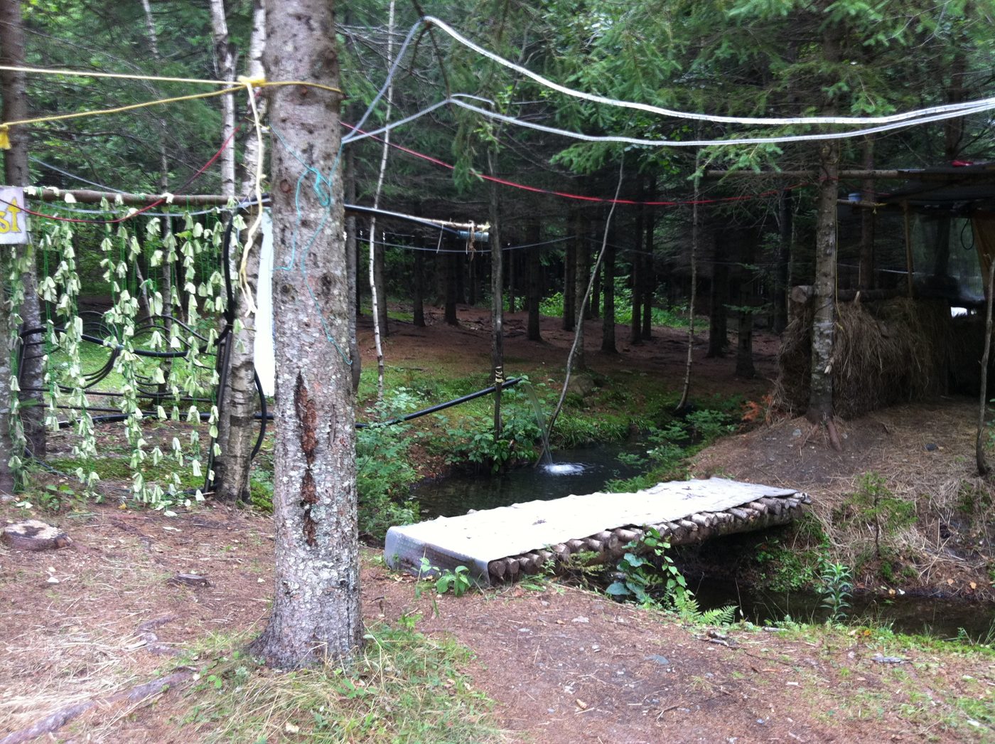 Les cordes à linge de la forêt, août 2011.
