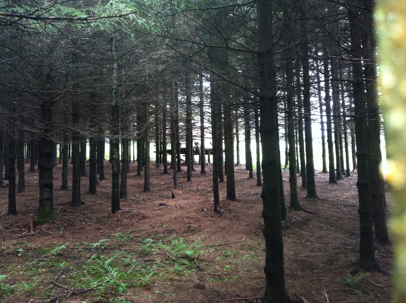 La plantation d'épinettes, en rangs.