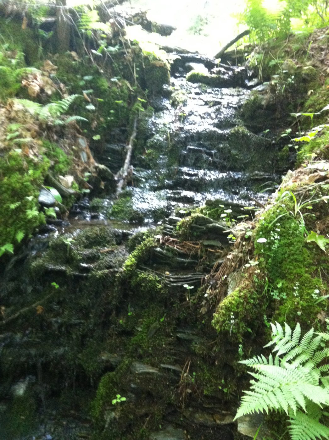 La cascade, entre les fougères.