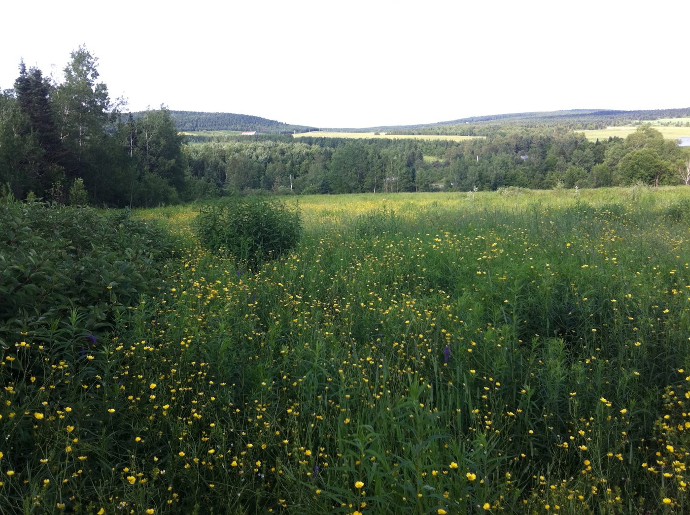 Le champ de fleurs et la vallée.