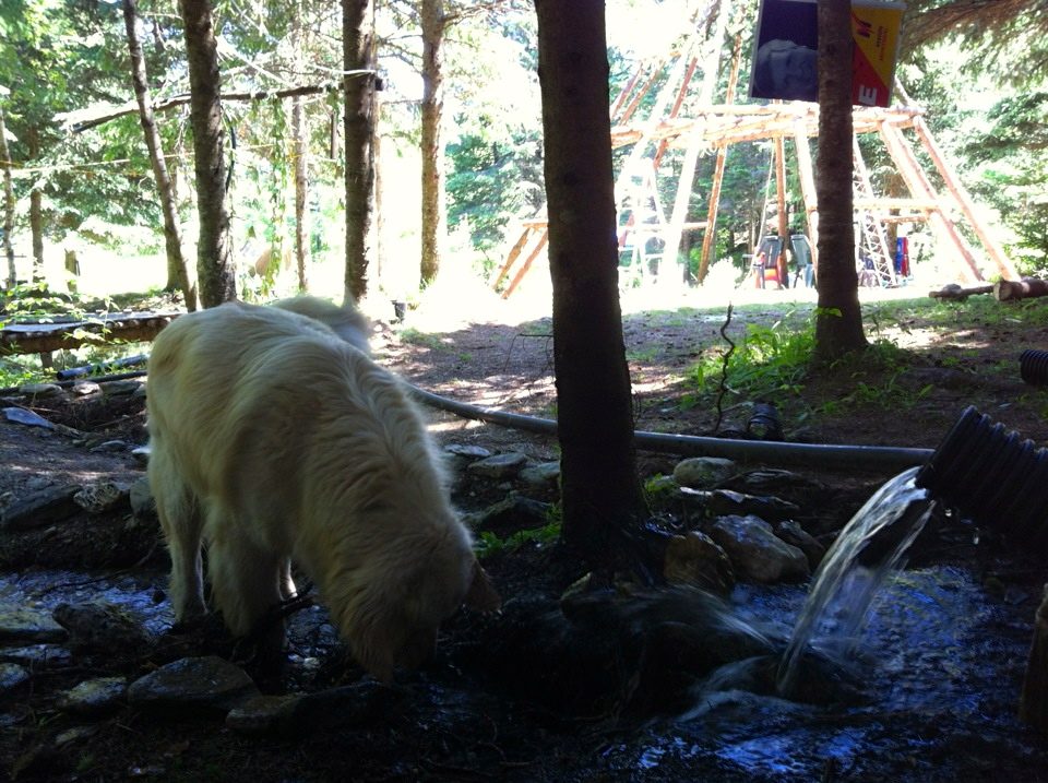 Le chien au bord du ruisseau, et les structures derrière.